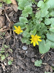 Ficaria verna