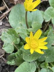 Ficaria verna