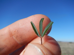 Oxalis adspersa