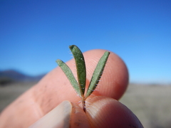 Oxalis adspersa