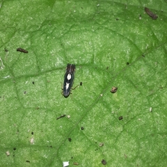 Diedrocephala variegata