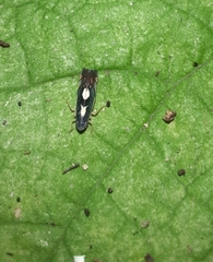 Diedrocephala variegata