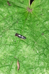 Diedrocephala variegata