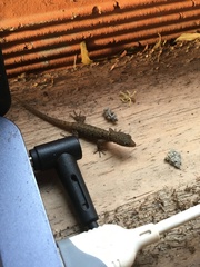 Gonatodes albogularis fuscus