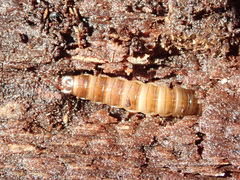 Denticollis linearis
