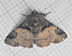 Metalectra quadrisignata