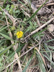 Potentilla verna