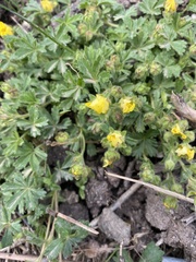 Potentilla verna
