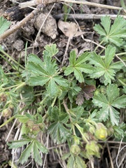Potentilla verna
