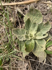 Verbascum