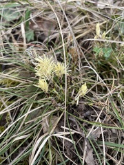 Carex humilis