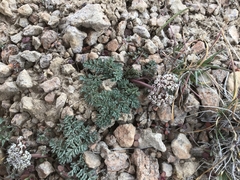 Lomatium canbyi