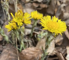Tussilago farfara