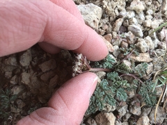 Lomatium canbyi