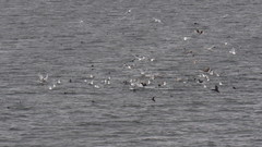 Cerorhinca monocerata