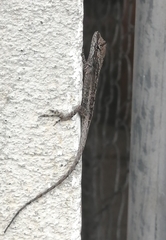 Anolis sericeus