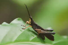 Phaeoparia aequatorialis