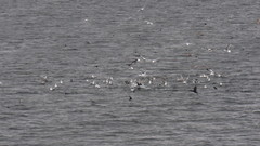 Cerorhinca monocerata