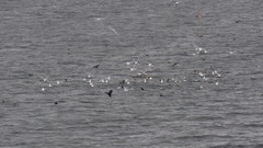 Cerorhinca monocerata