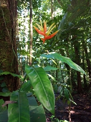 Heliconia aurantiaca