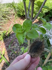 Allamanda blanchetii