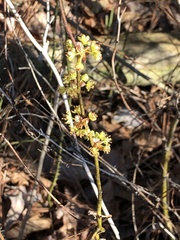 Lindera melissifolia