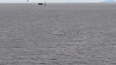 Cerorhinca monocerata