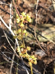 Lindera melissifolia
