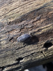 Porcellio spinicornis