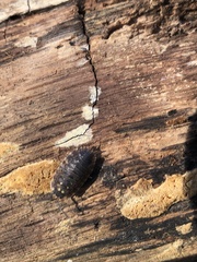 Porcellio spinicornis