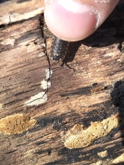 Porcellio spinicornis