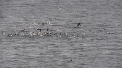 Cerorhinca monocerata