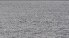 Cerorhinca monocerata