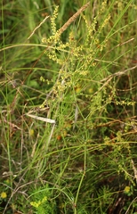 Rumex acetosella acetoselloides
