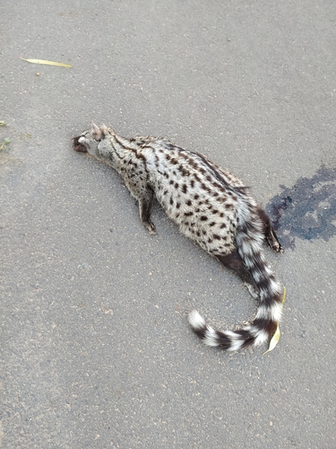 Feline Genet (Genetta felina)