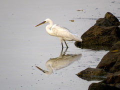 Egretta gularis