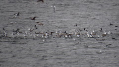 Cerorhinca monocerata