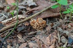 Morchella esculenta