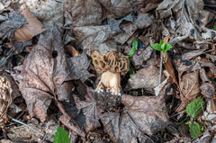 Morchella esculenta