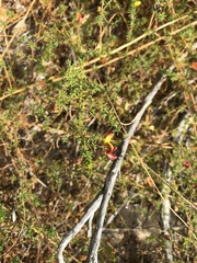 Aspalathus retroflexa bicolor