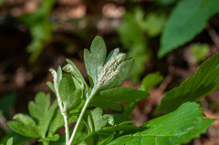 Puccinia albescens