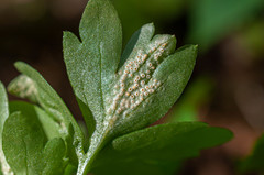 Puccinia albescens