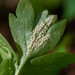 Puccinia albescens - Photo (c) Nicolas Schwab, alguns direitos reservados (CC BY-NC), uploaded by Nicolas Schwab