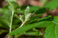 Puccinia albescens