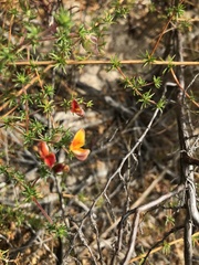 Aspalathus retroflexa bicolor