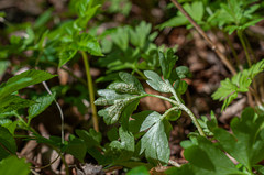 Puccinia albescens