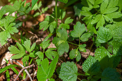 Puccinia albescens
