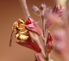 Euodynerus pratensis