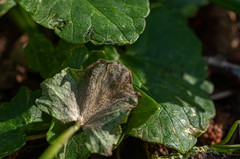 Botryotinia ficariae