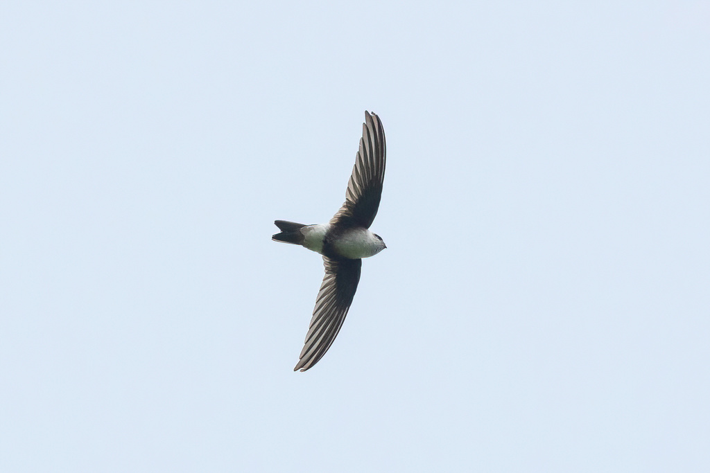 Andean Swift (Aeronautes andecolus) photo